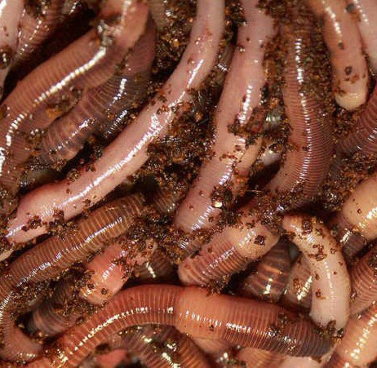 Abating bait: Decline in prized worms threatens way of life